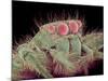 Jumping spider-Micro Discovery-Mounted Photographic Print