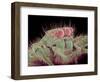 Jumping spider-Micro Discovery-Framed Photographic Print