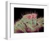 Jumping spider-Micro Discovery-Framed Photographic Print