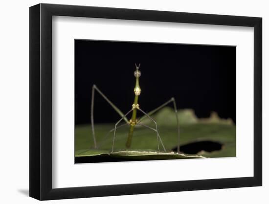 Jumping Stick Insect Female, Yasuni NP, Amazon Rainforest, Ecuador-Pete Oxford-Framed Photographic Print