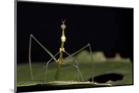 Jumping Stick Insect Female, Yasuni NP, Amazon Rainforest, Ecuador-Pete Oxford-Mounted Photographic Print