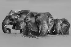 Elephant Crossing The River-Jun Zuo-Photographic Print