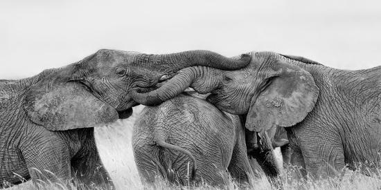Photographic Print, , large