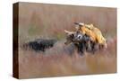 Stretched Canvas