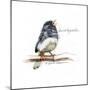 JUNCO #2-BRUCE DEAN-Mounted Art Print