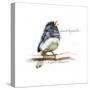 JUNCO #2-BRUCE DEAN-Stretched Canvas