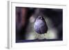 Junco-Steffen Foerster-Framed Photographic Print