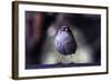 Junco-Steffen Foerster-Framed Photographic Print