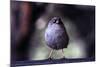 Junco-Steffen Foerster-Mounted Photographic Print