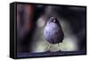 Junco-Steffen Foerster-Framed Stretched Canvas