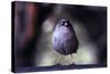 Junco-Steffen Foerster-Stretched Canvas