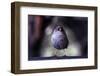 Junco-Steffen Foerster-Framed Photographic Print