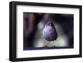 Junco-Steffen Foerster-Framed Photographic Print