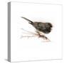 JUNCO-BRUCE DEAN-Stretched Canvas