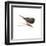 JUNCO-BRUCE DEAN-Framed Art Print