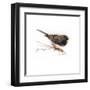 JUNCO-BRUCE DEAN-Framed Art Print