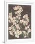 Gramercy White