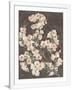 Gramercy White