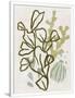 Gramercy White