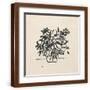 Brown Frame