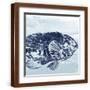 Brown Frame