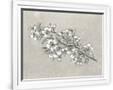 Gramercy White