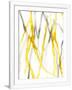 Gramercy White
