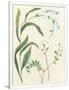 Gramercy White