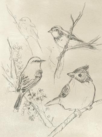 Vintage Songbird Sketch I