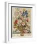 June, from 'Twelve Months of Flowers' by Robert Furber (C.1674-1756) Engraved by Henry Fletcher-Pieter Casteels-Framed Giclee Print