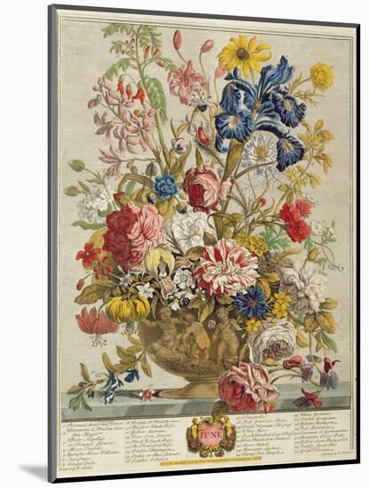 June, from 'Twelve Months of Flowers' by Robert Furber (C.1674-1756) Engraved by Henry Fletcher-Pieter Casteels-Mounted Giclee Print