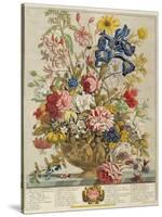 June, from 'Twelve Months of Flowers' by Robert Furber (C.1674-1756) Engraved by Henry Fletcher-Pieter Casteels-Stretched Canvas