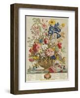 June, from 'Twelve Months of Flowers' by Robert Furber (C.1674-1756) Engraved by Henry Fletcher-Pieter Casteels-Framed Premium Giclee Print