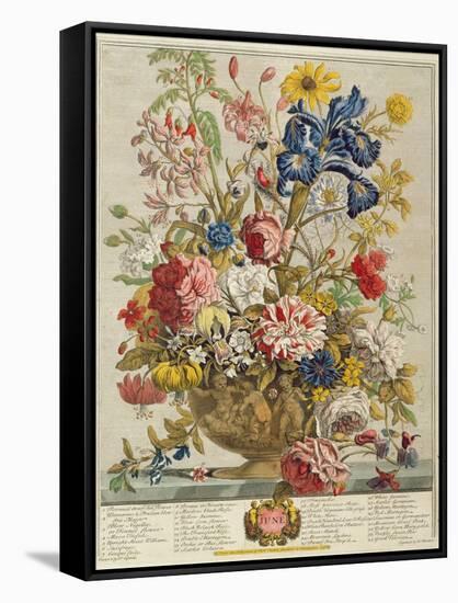 June, from 'Twelve Months of Flowers' by Robert Furber (C.1674-1756) Engraved by Henry Fletcher-Pieter Casteels-Framed Stretched Canvas