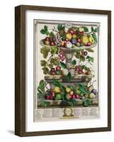 June, from 'Twelve Months of Fruits'-Pieter Casteels-Framed Giclee Print