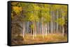 June Lake Aspen-John Gavrilis-Framed Stretched Canvas