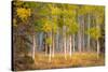 June Lake Aspen-John Gavrilis-Stretched Canvas