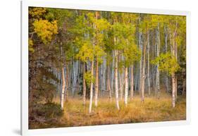 June Lake Aspen-John Gavrilis-Framed Photographic Print