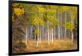 June Lake Aspen-John Gavrilis-Framed Photographic Print