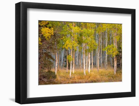 June Lake Aspen-John Gavrilis-Framed Photographic Print