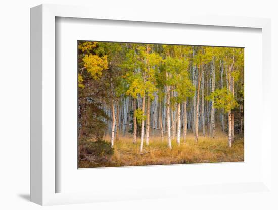 June Lake Aspen-John Gavrilis-Framed Photographic Print