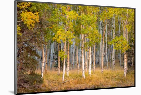 June Lake Aspen-John Gavrilis-Mounted Photographic Print