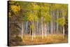 June Lake Aspen-John Gavrilis-Stretched Canvas