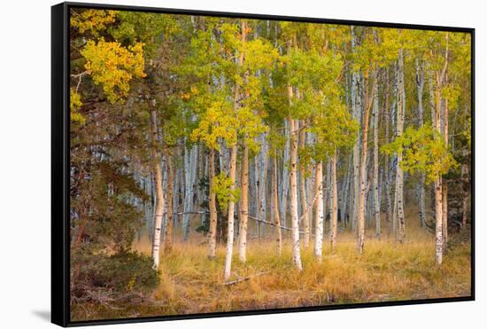 June Lake Aspen-John Gavrilis-Framed Stretched Canvas