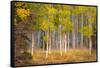 June Lake Aspen-John Gavrilis-Framed Stretched Canvas