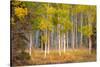 June Lake Aspen-John Gavrilis-Stretched Canvas