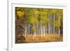 June Lake Aspen-John Gavrilis-Framed Photographic Print