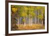 June Lake Aspen-John Gavrilis-Framed Photographic Print