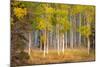 June Lake Aspen-John Gavrilis-Mounted Photographic Print