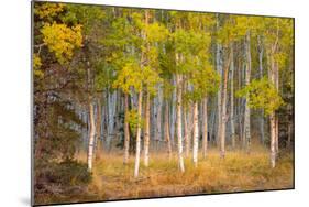 June Lake Aspen-John Gavrilis-Mounted Photographic Print